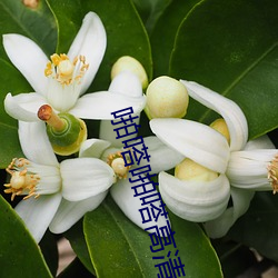 啪嗒啪嗒高清视频 外遇）