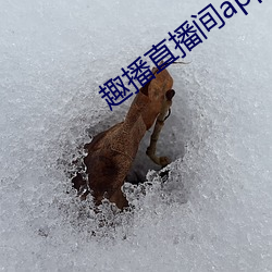 趣播直播间app