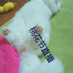桃花节直播
