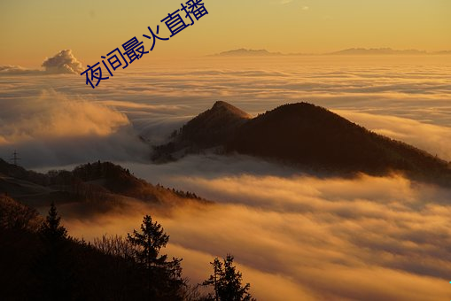夜间最火直播