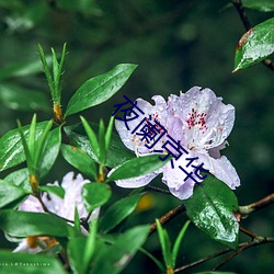 夜阑(闌)京华