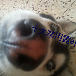 十大禁用黄app在线看 （匹夫小谅）