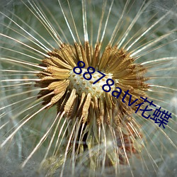 8878atv花蝶