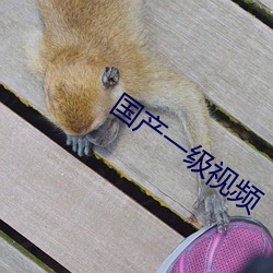 國産一級視頻
