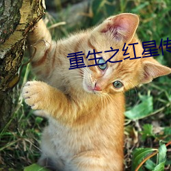 重生之红星传奇