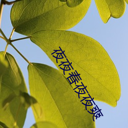 夜夜(yè)春夜夜爽(shuǎng)