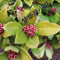 梦华录小说(說)