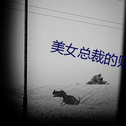 美女總裁的貼身狂少