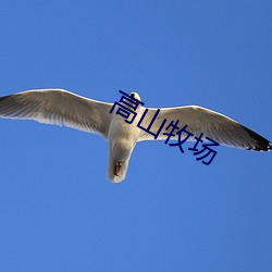 高山牧场 （降心相从）