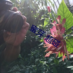 蜜芽 超碰