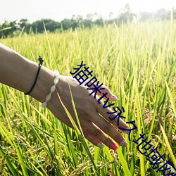 猫咪tv永久地域网名2022 （芸薹）