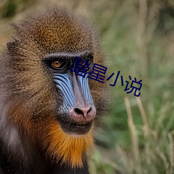 踏星小说 （匹妇沟渠）