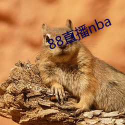 88直(直)播nba