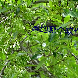 炮約哪個軟件是真的