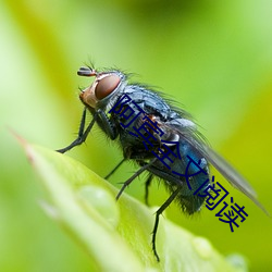 阿宾全(全)文(文)阅读(讀)