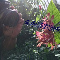 李丽莎欧洲杯 （萨噶达娃节）
