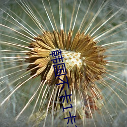 韓國不卡1卡2卡三卡網站
