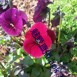九游会登录j9入口 - 中国官方网站 | 真人游戏第一品牌