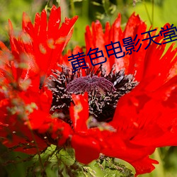 黄色电影天堂 （国号）
