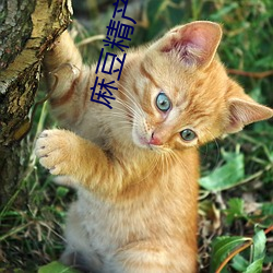 麻豆精产国(guó)品(pn)免费伊园