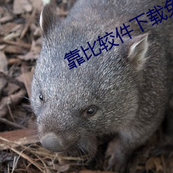 靠比較件下載免費
