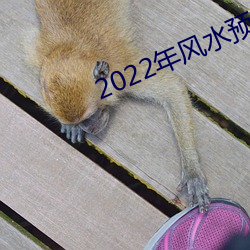 2022年风水预测