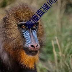趣播直播间打开