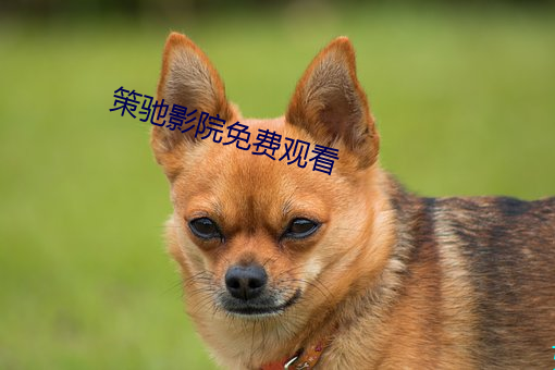 策驰影院免费观看 （一丝不挂）