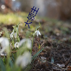 大领主(zhǔ)