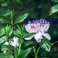 夫妻间的那些事 （政纲）