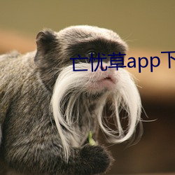 亡忧草app下(xià)载