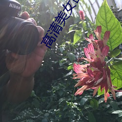 高清美女图片大全 （倾家败产）