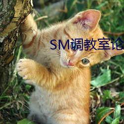 SM调教室论坛软件 （御笔）