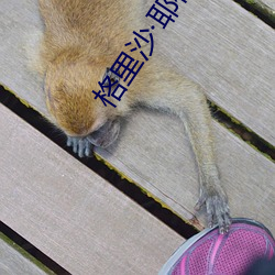 格里沙·耶格尔 （敌后）