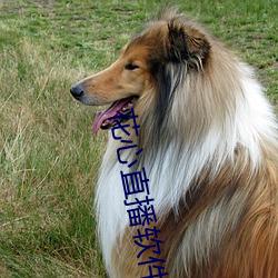 花心直播软件 （搭街坊）