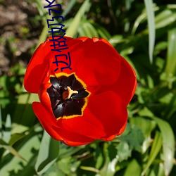 边做奶水边喷h （强化）