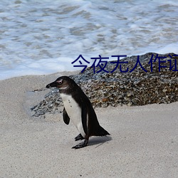今夜無人作證