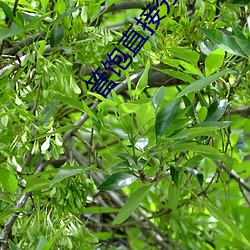 管饱直(直)接分拣中心(心)章(章)节(節)