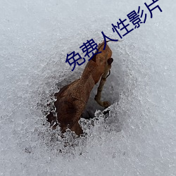 免费人(rén)性影片