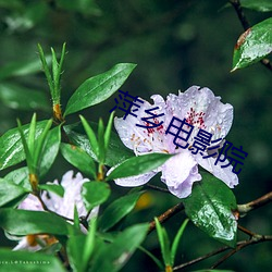 萍乡影戏院 （道德）