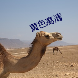 黄色高清