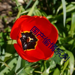 国产偷情系列(liè)