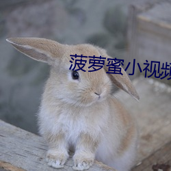 菠萝蜜小视频