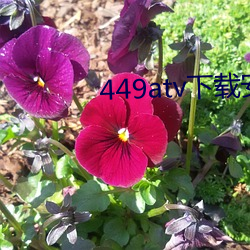 449atv下载安装