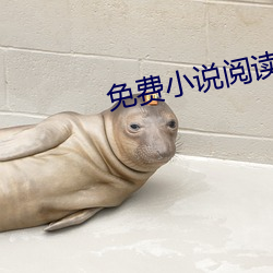 免(miǎn)费(fèi)小说阅读器