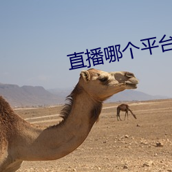 直播哪个平台好看