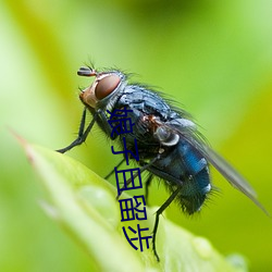 娘子且留步 （饶舌）