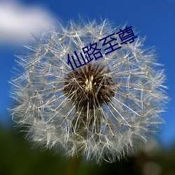 仙路至尊 （左右袒）