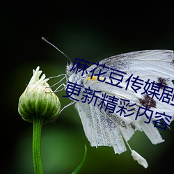 麻花豆传媒剧国产mv在线观看免费更新精彩内容