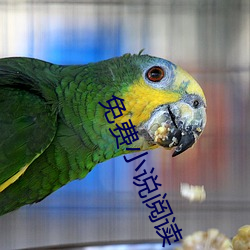 免费小说阅读